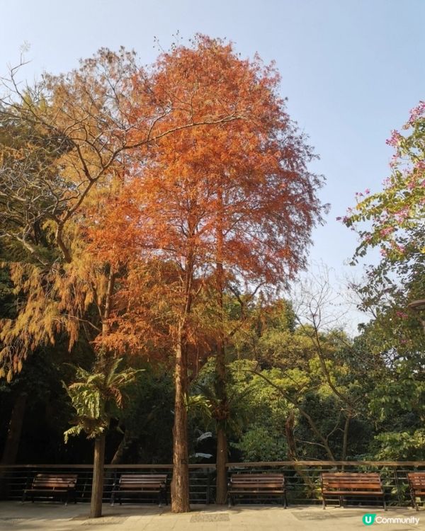 🌲仙湖公園絕美落雨杉🌲