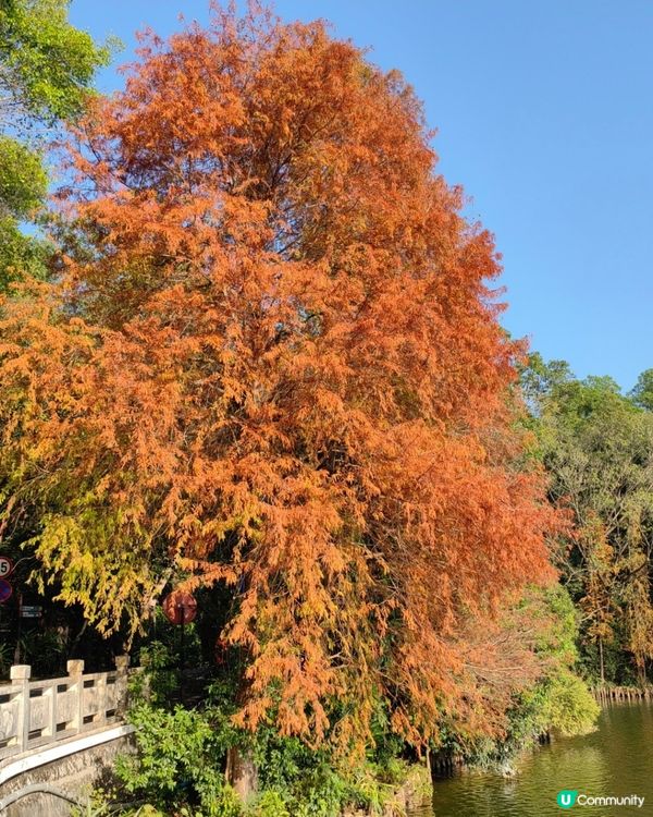 🌲仙湖公園絕美落雨杉🌲