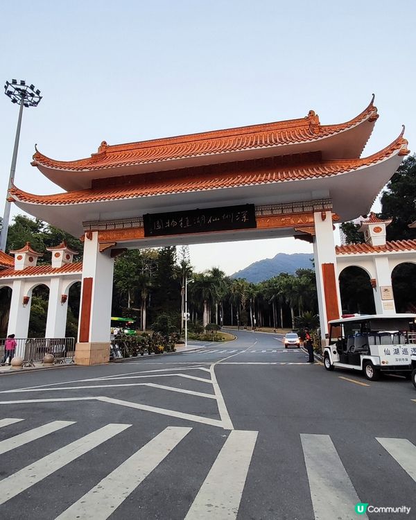 🌲仙湖公園絕美落雨杉🌲