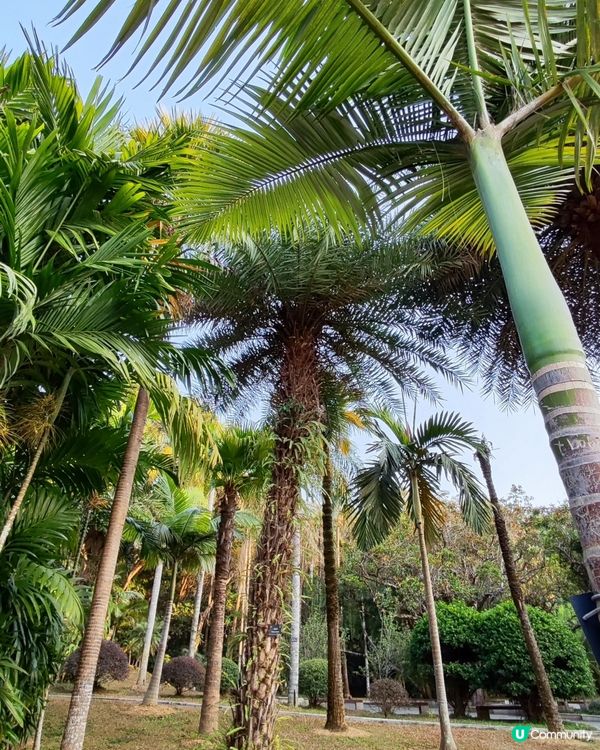 🌲仙湖公園絕美落雨杉🌲