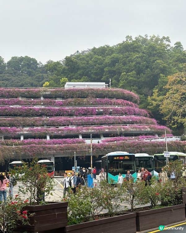 🌲仙湖公園絕美落雨杉🌲