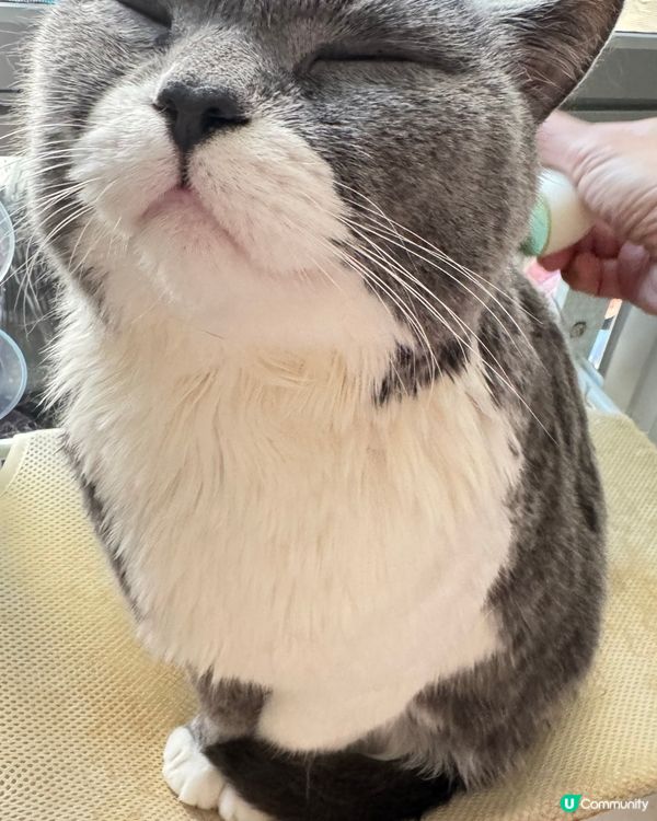 ✨冲返個靚凉迎新年✨