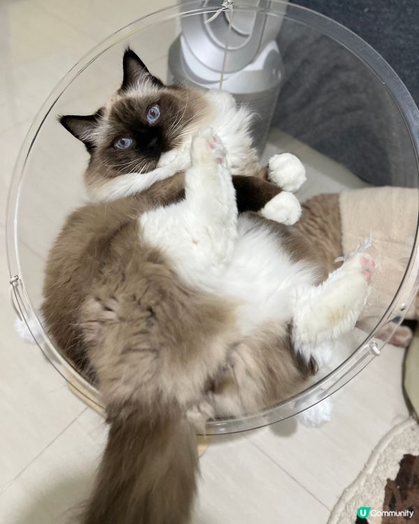 望咩啊望 未見過玉(肉)腿啊