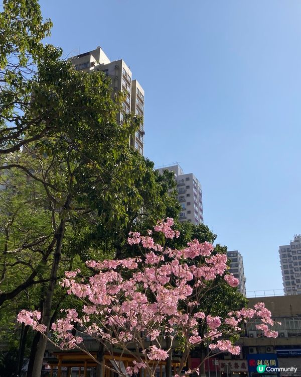 ## 元朗新年散步🏮🌸