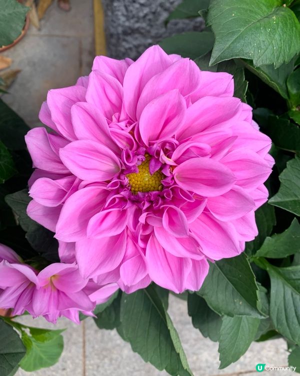 新春2025年 花墟買年花限定活動