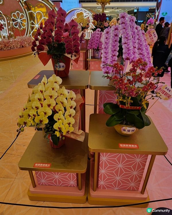 超尢超美蘭花展賀蛇年