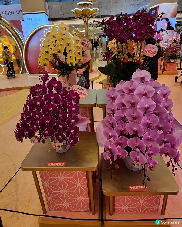 超尢超美蘭花展賀蛇年