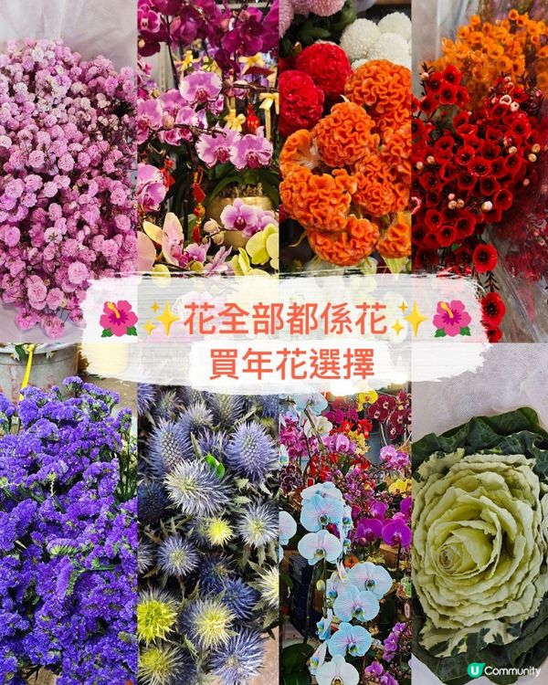 🌺✨花全部都係花✨🌺 買年花選擇