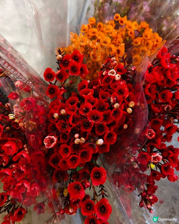 🌺✨花全部都係花✨🌺 買年花選擇
