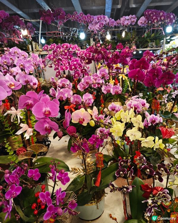 🌺✨花全部都係花✨🌺 買年花選擇