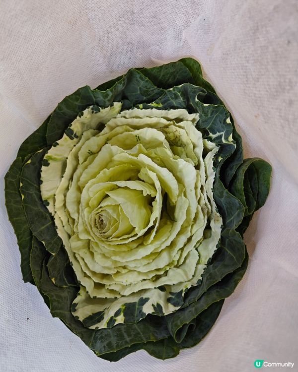 🌺✨花全部都係花✨🌺 買年花選擇