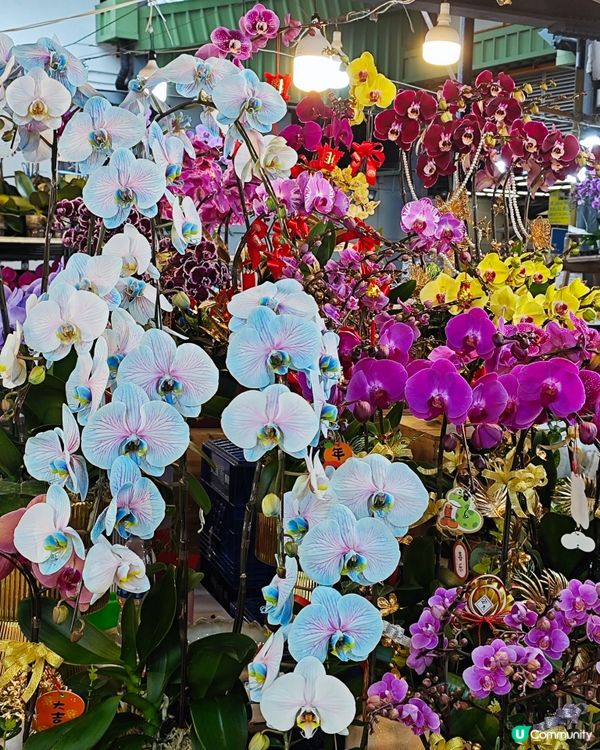 🌺✨花全部都係花✨🌺 買年花選擇