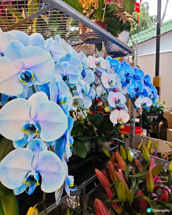 🌺✨花全部都係花✨🌺 買年花選擇