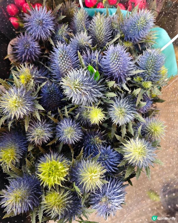 🌺✨花全部都係花✨🌺 買年花選擇