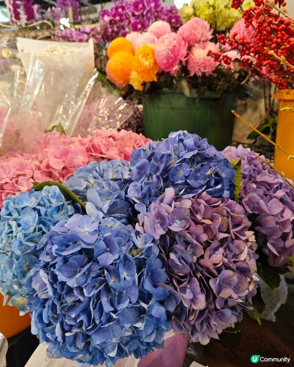 🌺✨花全部都係花✨🌺 買年花選擇