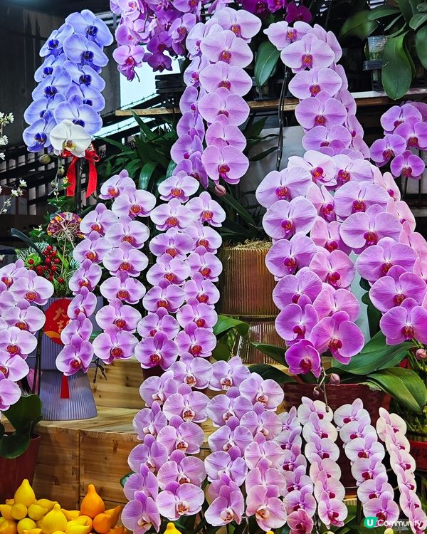 🌺✨花全部都係花✨🌺 買年花選擇