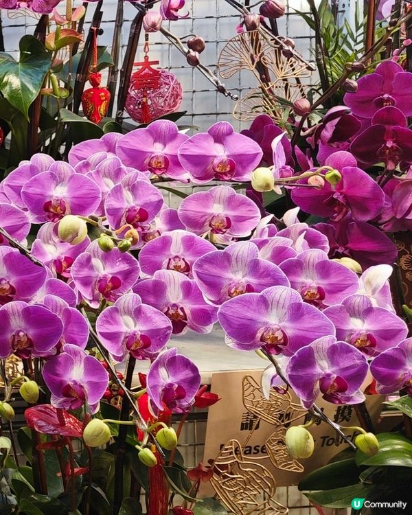 🌺✨花全部都係花✨🌺 買年花選擇