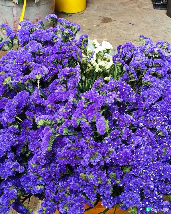 🌺✨花全部都係花✨🌺 買年花選擇