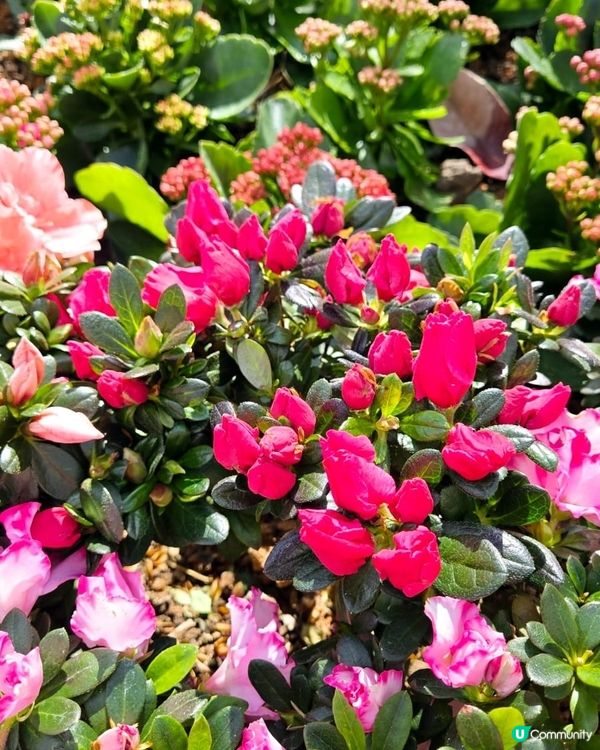 🌞🌼🌼🌼美麗的花朵