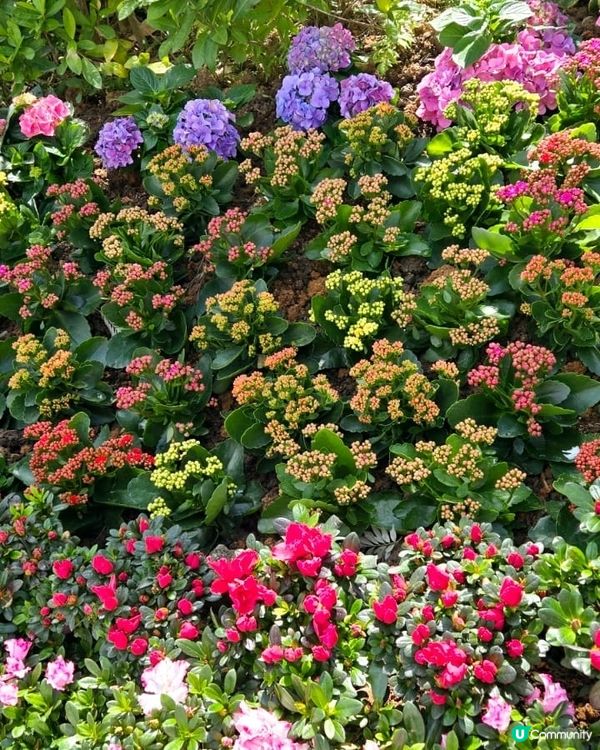 🌞🌼🌼🌼美麗的花朵