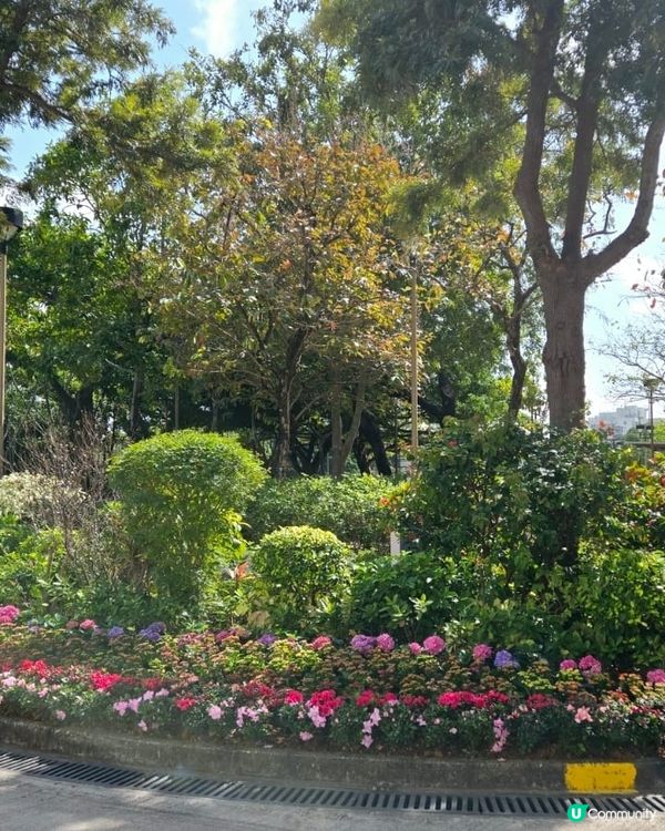 🌞🌼🌼🌼美麗的花朵