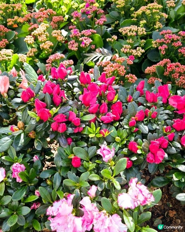 🌞🌼🌼🌼美麗的花朵