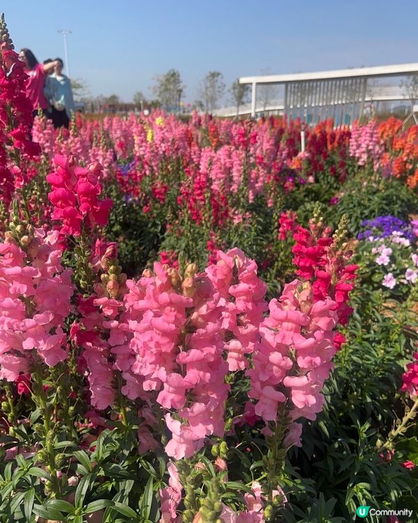 #打卡熱點 #想去就去 #親子好去處 #春日賞櫻