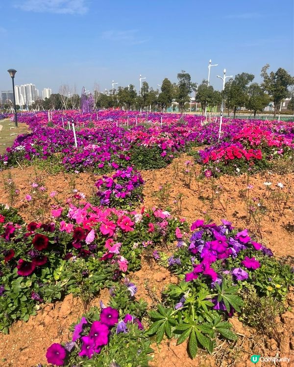 #打卡熱點 #想去就去 #親子好去處 #春日賞櫻