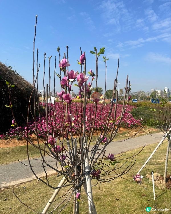 #打卡熱點 #想去就去 #親子好去處 #春日賞櫻