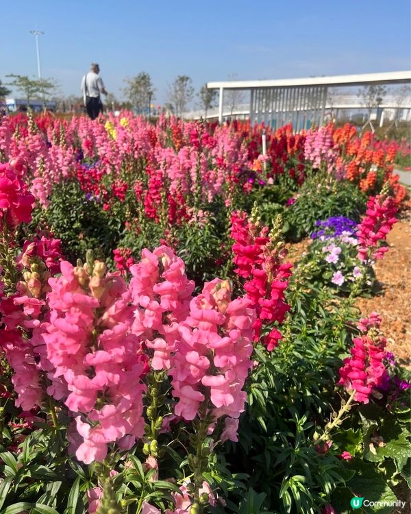 #打卡熱點 #想去就去 #親子好去處 #春日賞櫻