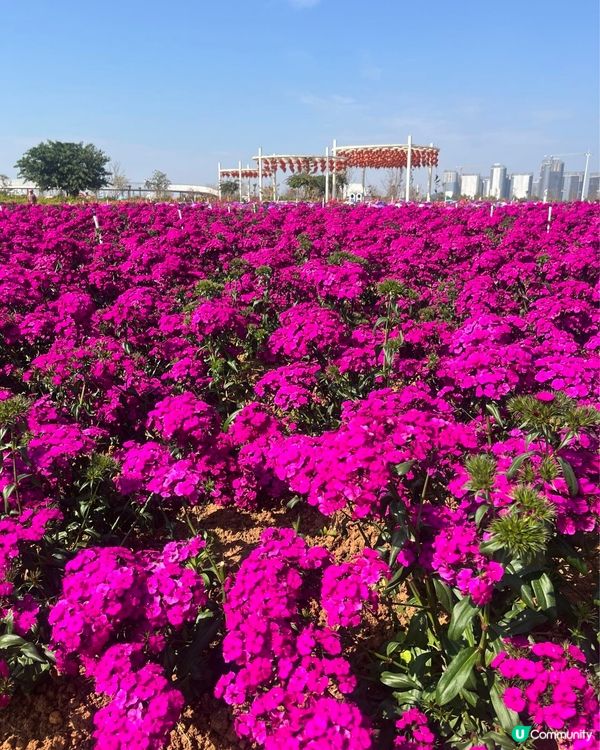 #打卡熱點 #想去就去 #親子好去處 #春日賞櫻