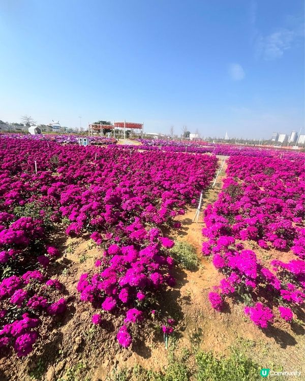 #打卡熱點 #想去就去 #親子好去處 #春日賞櫻