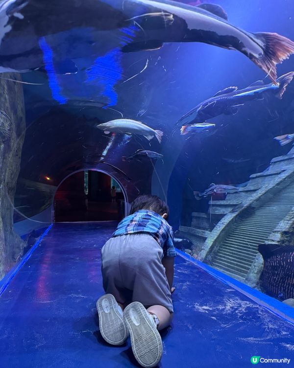 🇻🇳越南富國島扶老攜幼親子遊攻略🇻🇳