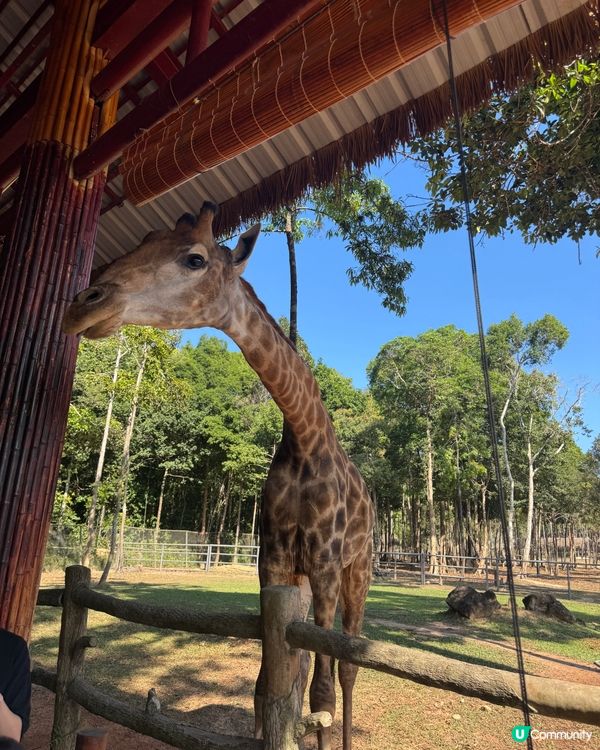 🇻🇳越南富國島扶老攜幼親子遊攻略🇻🇳