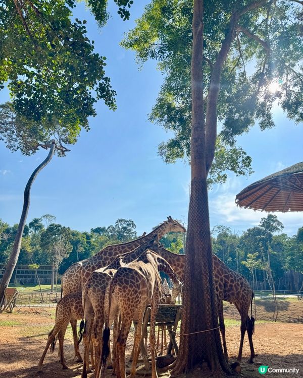 🇻🇳越南富國島扶老攜幼親子遊攻略🇻🇳