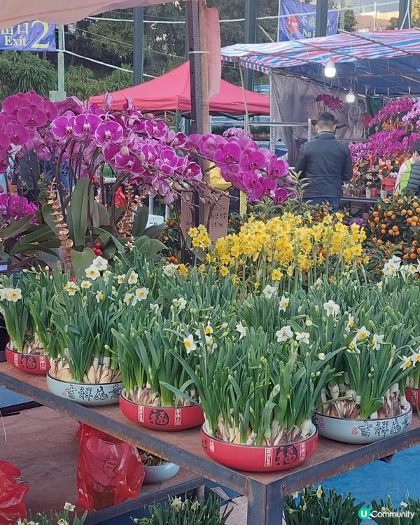 旺角年宵市場，花開富貴