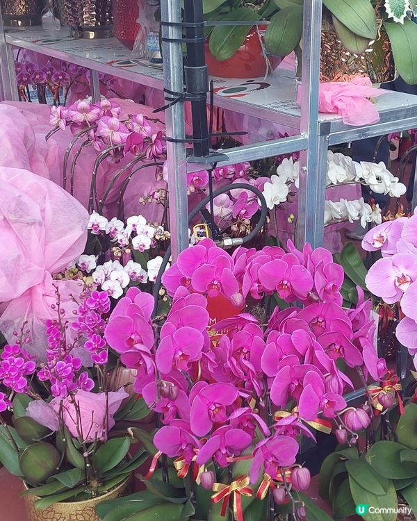 旺角年宵市場，花開富貴