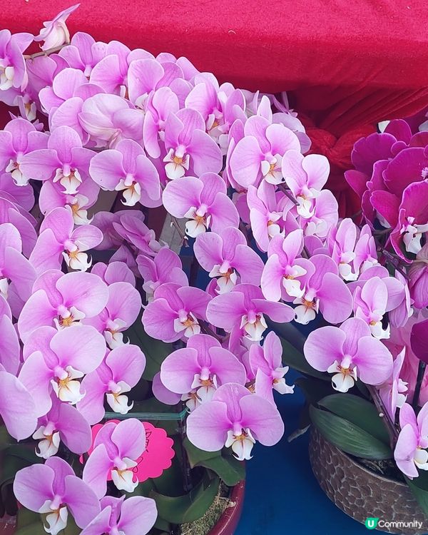 旺角年宵市場，花開富貴