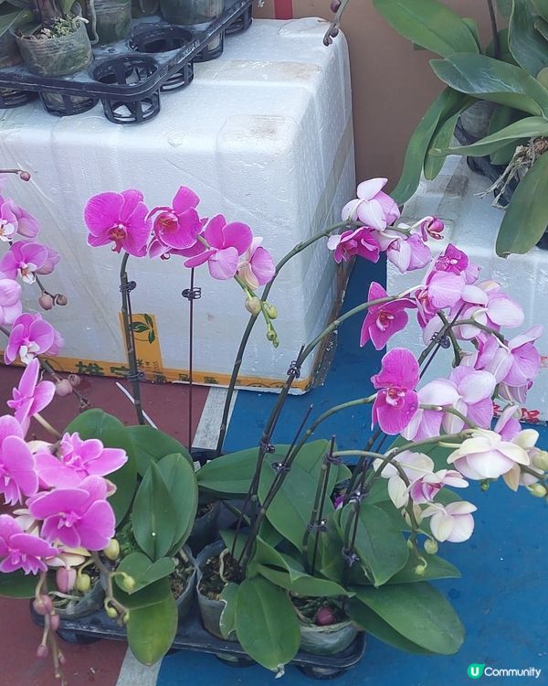 旺角年宵市場，花開富貴