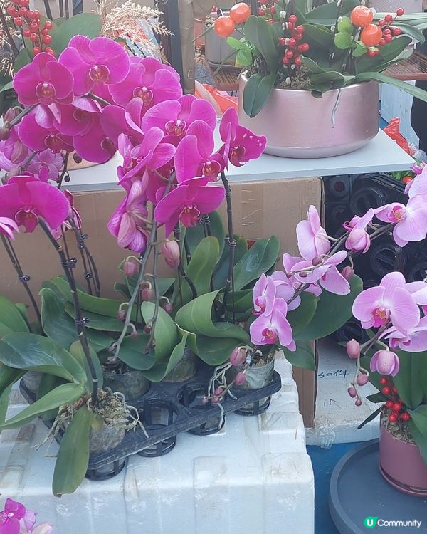 旺角年宵市場，花開富貴