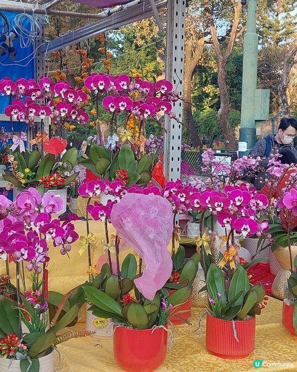 旺角年宵市場，花開富貴