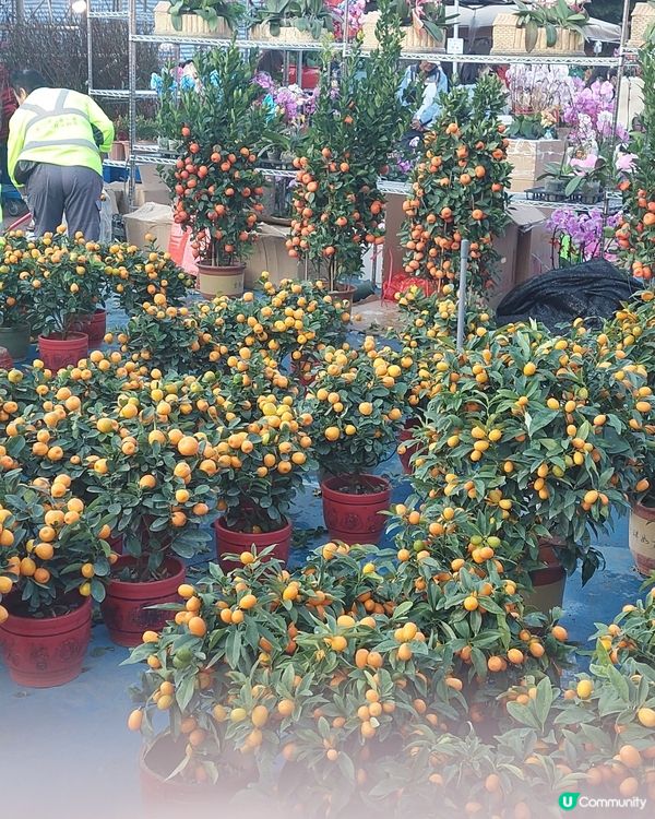 旺角年宵市場，花開富貴