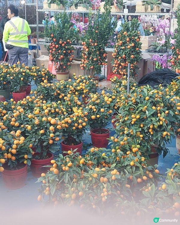 旺角年宵市場，花開富貴