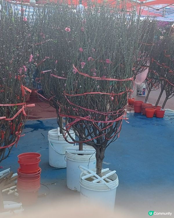 旺角年宵市場，花開富貴