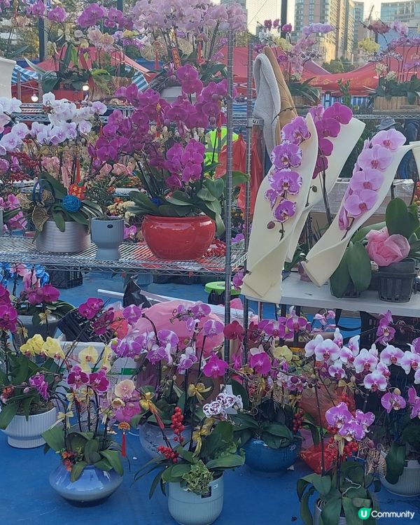 旺角年宵市場，花開富貴