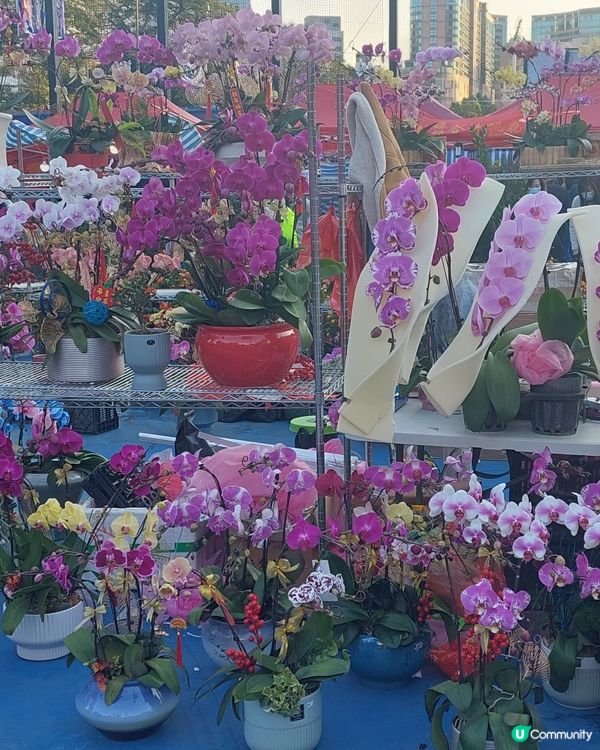 旺角年宵市場，花開富貴