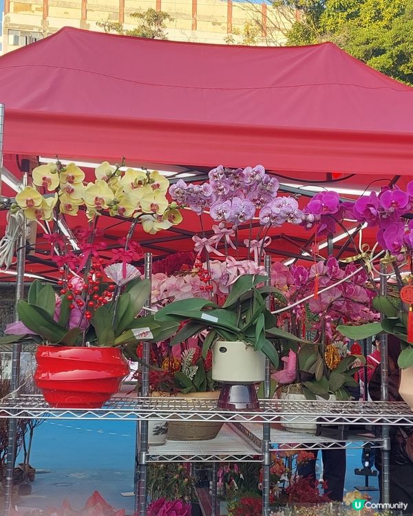 旺角年宵市場，花開富貴