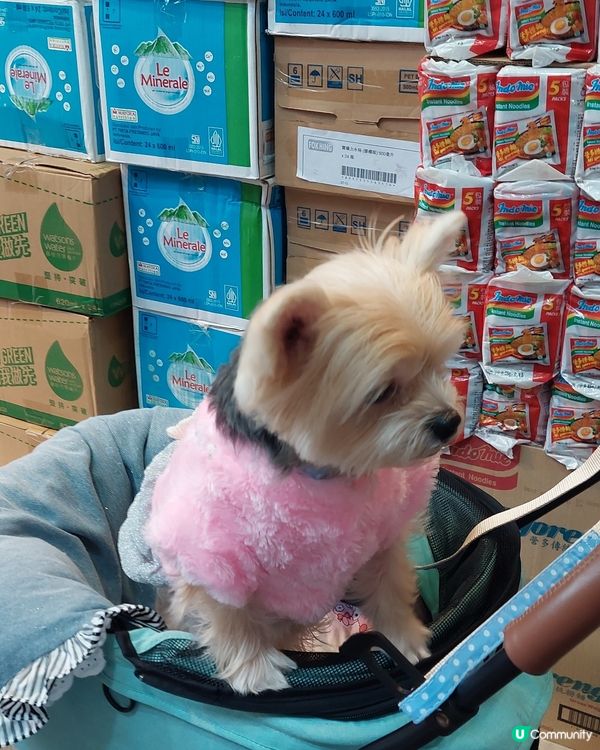 旺角花園街的小可愛