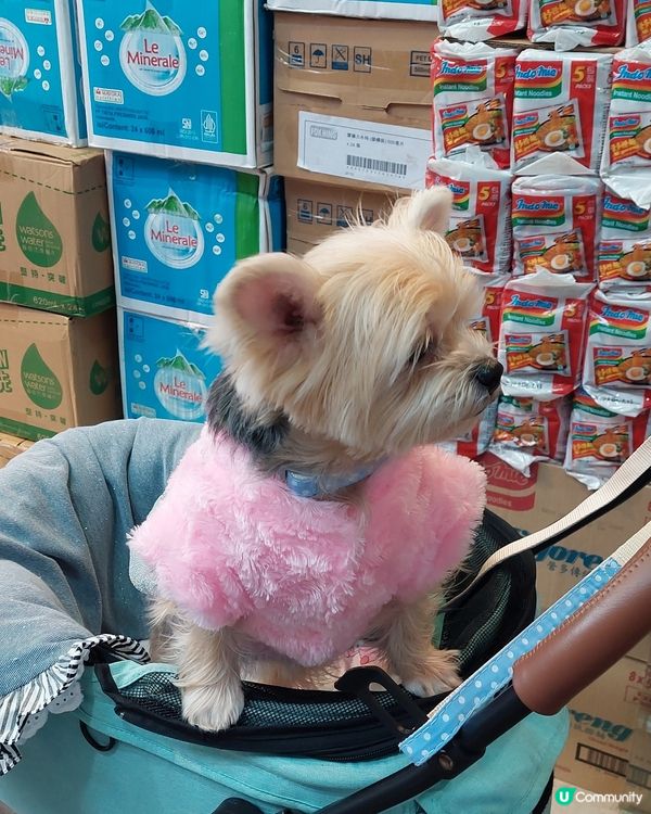 旺角花園街的小可愛