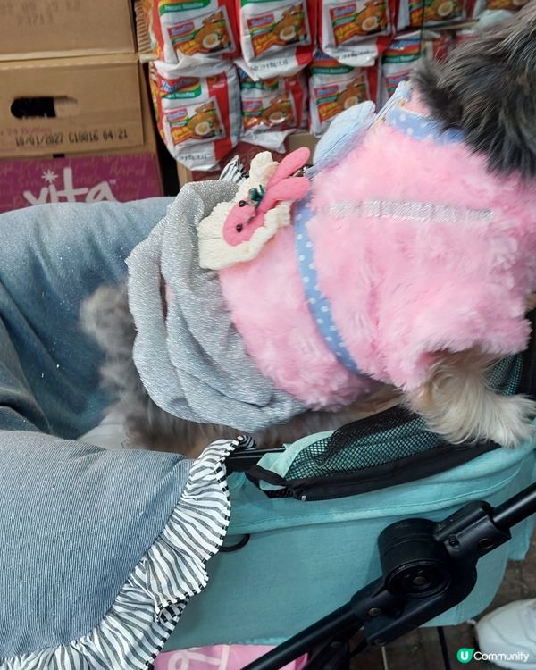 旺角花園街的小可愛